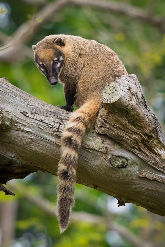 coati trepado en un arbol