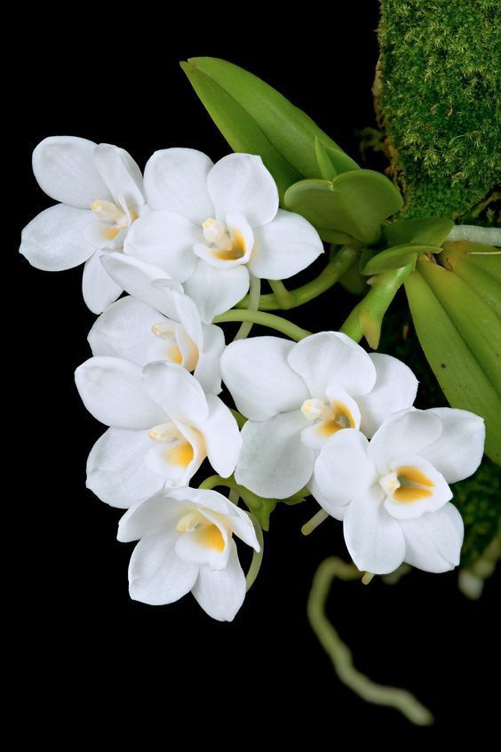 FLor orquidea blanca 