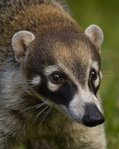 COATI MIRANDO