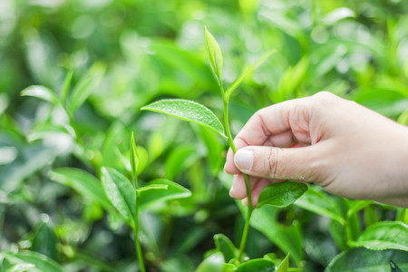 Mano sosteniendo una hoja de té fresca