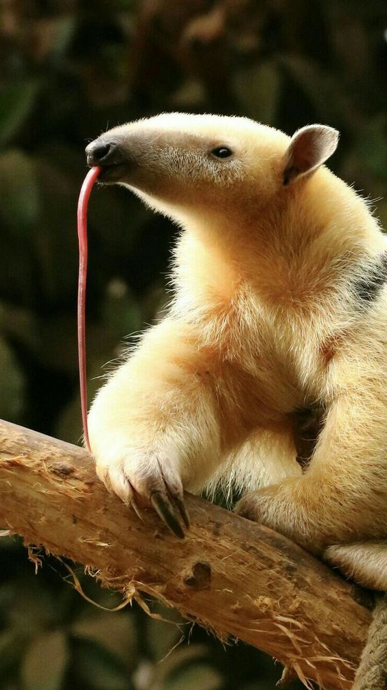 Oso hormiguero posando