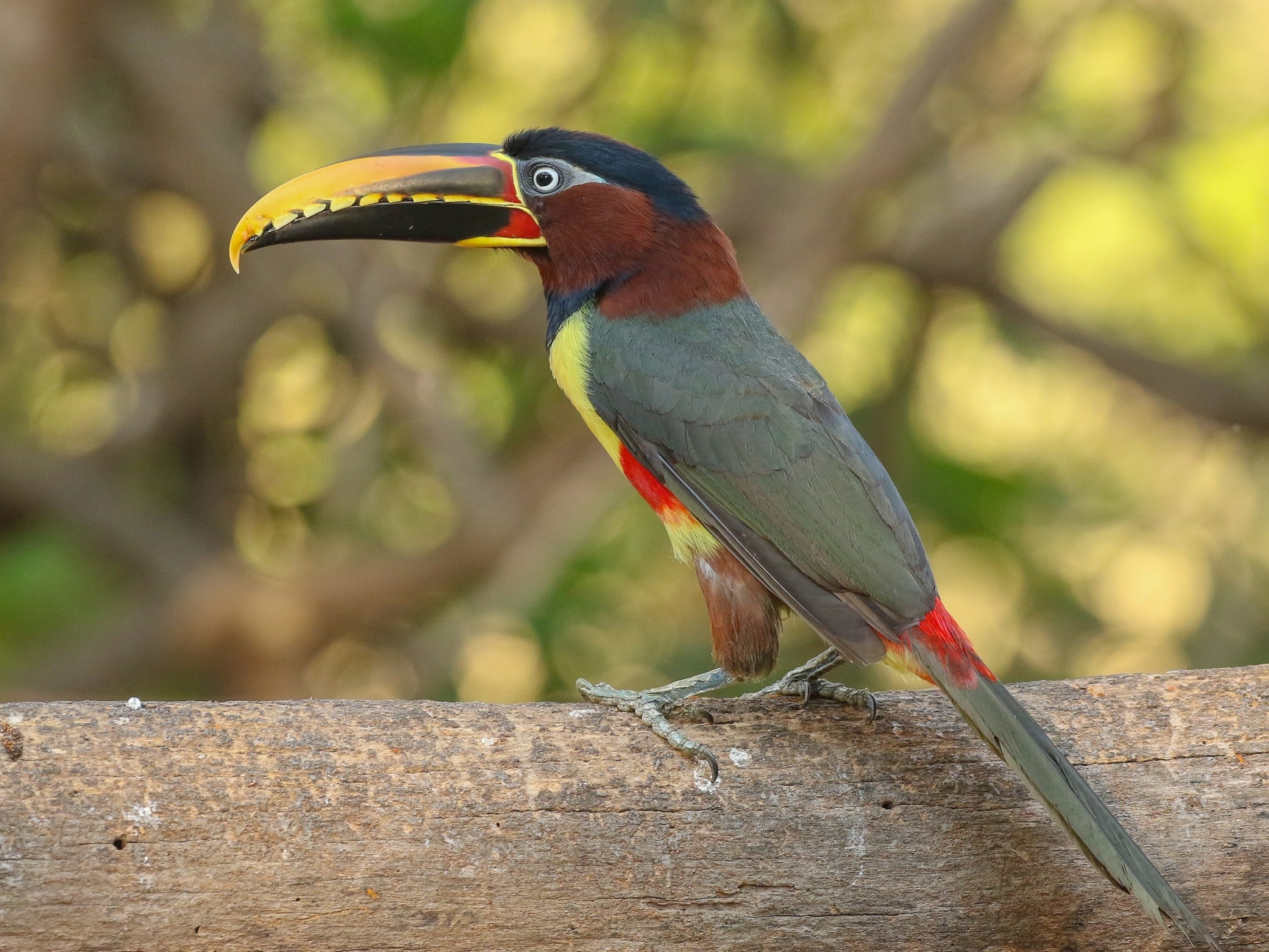 Tucán posado en una rama, destacando sus vibrantes colores y belleza natural