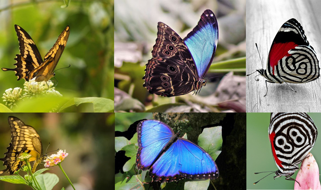 distintas mariposa posando 