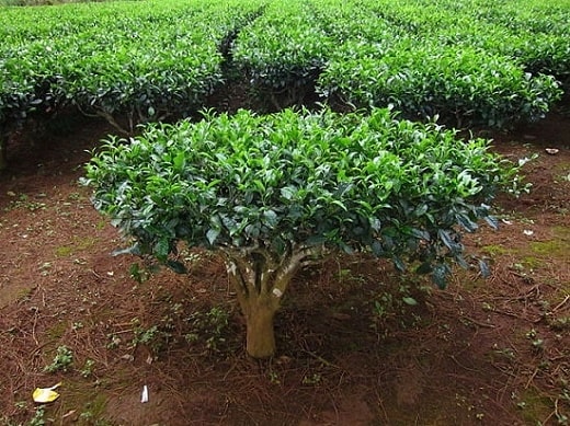 Pequeño árbol de Camellia sinensis, la planta del té, recién plantado