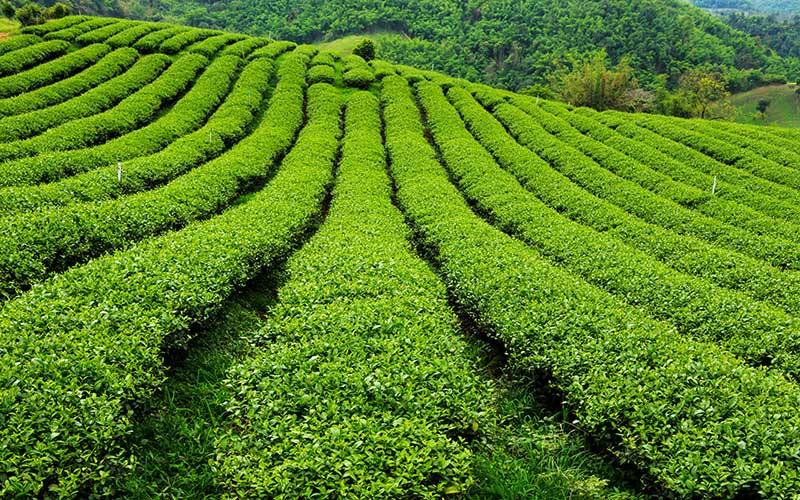 Plantación de té, vista panorámica de un tealero con hileras de arbustos de Camellia sinensis