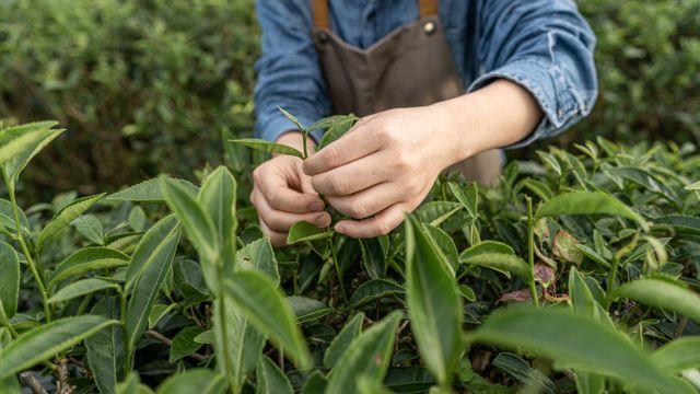 Manos y torso de una persona sosteniendo con cuidado una planta de té en primer plano